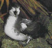 Gould's Petrel